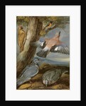 Jay, Green Woodpecker, Pigeons and Redstart, c.1650 by Francis Barlow