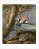 Jay, Green Woodpecker, Pigeons and Redstart, c.1650 by Francis Barlow