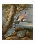 Jay, Green Woodpecker, Pigeons and Redstart, c.1650 by Francis Barlow