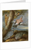 Jay, Green Woodpecker, Pigeons and Redstart, c.1650 by Francis Barlow