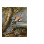 Jay, Green Woodpecker, Pigeons and Redstart, c.1650 by Francis Barlow