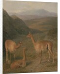 Vicunas, 1831 by Jacques-Laurent Agasse