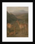 Vicunas, 1831 by Jacques-Laurent Agasse