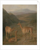 Vicunas, 1831 by Jacques-Laurent Agasse