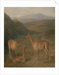 Vicunas, 1831 by Jacques-Laurent Agasse
