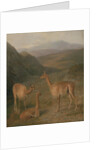 Vicunas, 1831 by Jacques-Laurent Agasse
