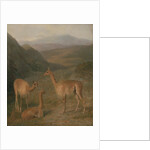 Vicunas, 1831 by Jacques-Laurent Agasse