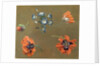 Poppies and Tradascanthus by Swiss School