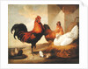 Domestic Cock, Hens and Chicks, 1655 by Francis Barlow