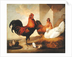 Domestic Cock, Hens and Chicks, 1655 by Francis Barlow