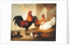 Domestic Cock, Hens and Chicks, 1655 by Francis Barlow
