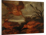 Woodcock at Dusk, c.1676 by Francis Barlow