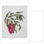 Korsuma by Luigi Balugani