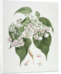 Walkuffa No.5 Dombeya torrida by James (1730-94) Bruce