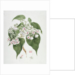 Walkuffa No.5 Dombeya torrida by James (1730-94) Bruce