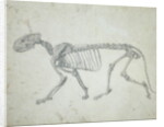 Lateral View of a Tiger Skeleton by George Stubbs