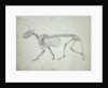 Lateral View of a Tiger Skeleton by George Stubbs