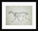 Lateral View of a Tiger Skeleton by George Stubbs