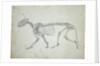 Lateral View of a Tiger Skeleton by George Stubbs