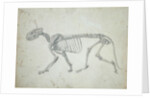 Lateral View of a Tiger Skeleton by George Stubbs