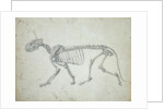 Lateral View of a Tiger Skeleton by George Stubbs