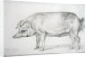 Hereford Boar, c.1803-04 by James Ward