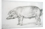 Hereford Boar, c.1803-04 by James Ward