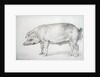 Hereford Boar, c.1803-04 by James Ward