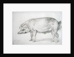 Hereford Boar, c.1803-04 by James Ward