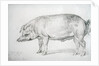 Hereford Boar, c.1803-04 by James Ward