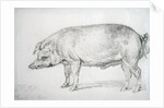 Hereford Boar, c.1803-04 by James Ward