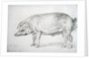 Hereford Boar, c.1803-04 by James Ward