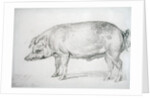 Hereford Boar, c.1803-04 by James Ward