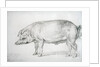 Hereford Boar, c.1803-04 by James Ward
