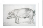 Hereford Boar, c.1803-04 by James Ward