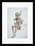 A Human Skeleton by James Ward