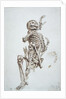 A Human Skeleton by James Ward