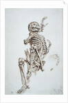 A Human Skeleton by James Ward