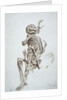 A Human Skeleton by James Ward