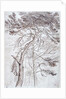 Study of Trees by James Ward