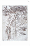 Study of Trees by James Ward