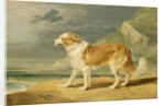 Rough-coated Collie, 1809 by James Ward