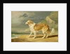 Rough-coated Collie, 1809 by James Ward