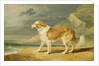 Rough-coated Collie, 1809 by James Ward