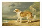 Rough-coated Collie, 1809 by James Ward
