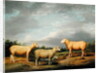 Ryelands Sheep, the King's Ram, the King's Ewe and Lord Somerville's Wether, c.1801-07 by James Ward
