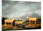Ryelands Sheep, the King's Ram, the King's Ewe and Lord Somerville's Wether, c.1801-07 by James Ward
