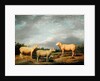 Ryelands Sheep, the King's Ram, the King's Ewe and Lord Somerville's Wether, c.1801-07 by James Ward
