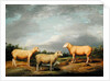 Ryelands Sheep, the King's Ram, the King's Ewe and Lord Somerville's Wether, c.1801-07 by James Ward