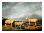 Ryelands Sheep, the King's Ram, the King's Ewe and Lord Somerville's Wether, c.1801-07 by James Ward